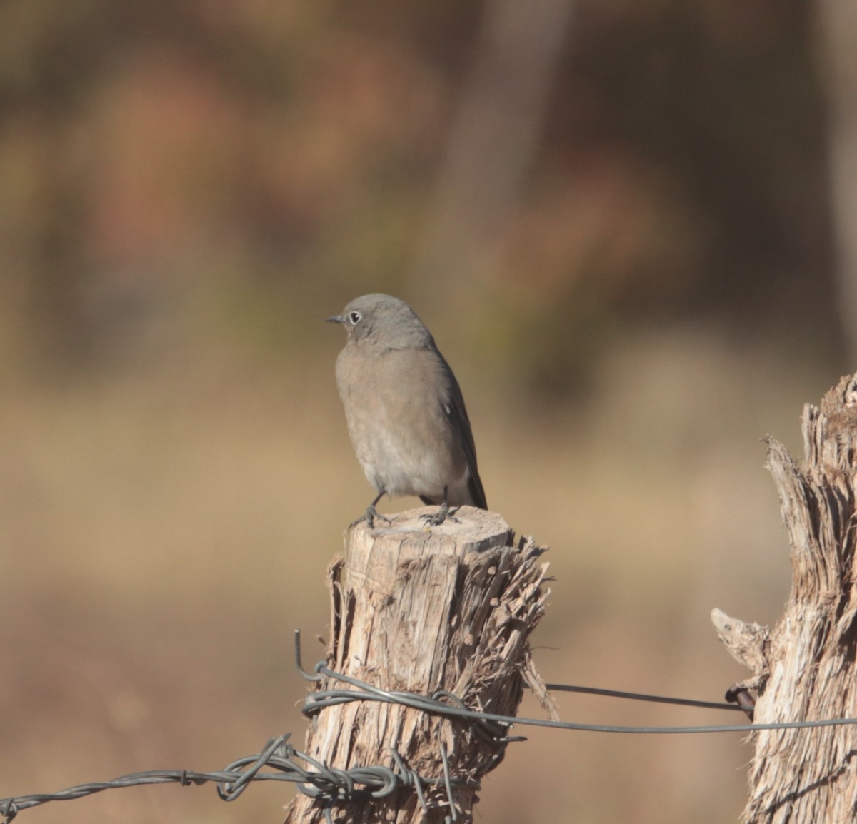 Mountain Bluebird - ML642368027