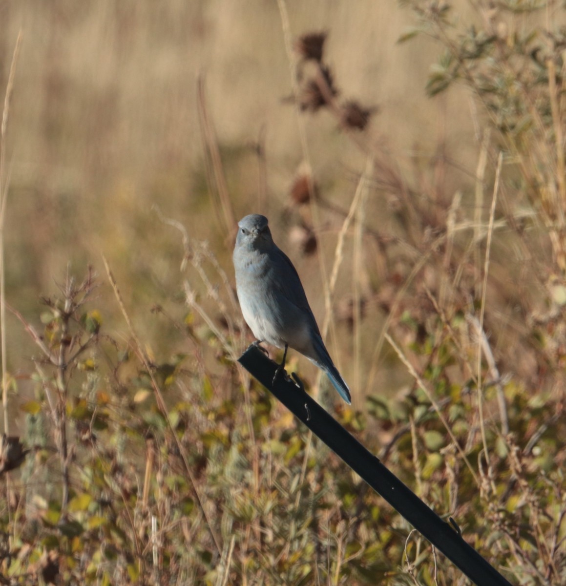 Mountain Bluebird - ML642368028