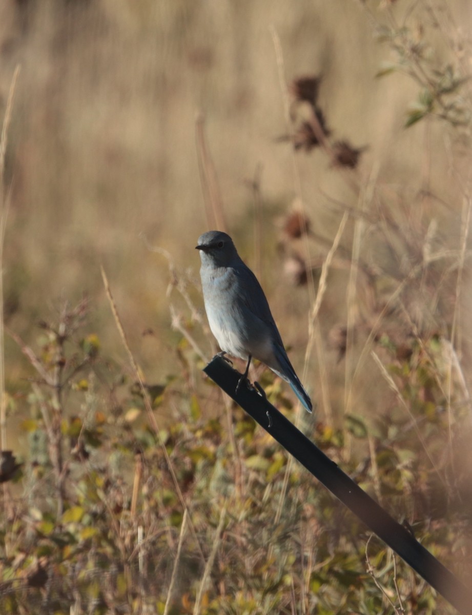 Mountain Bluebird - ML642368029