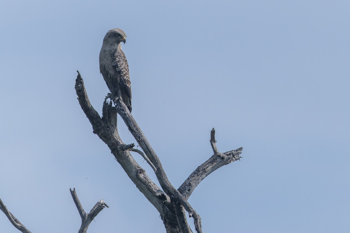 Western Banded Snake-Eagle - ML642368061