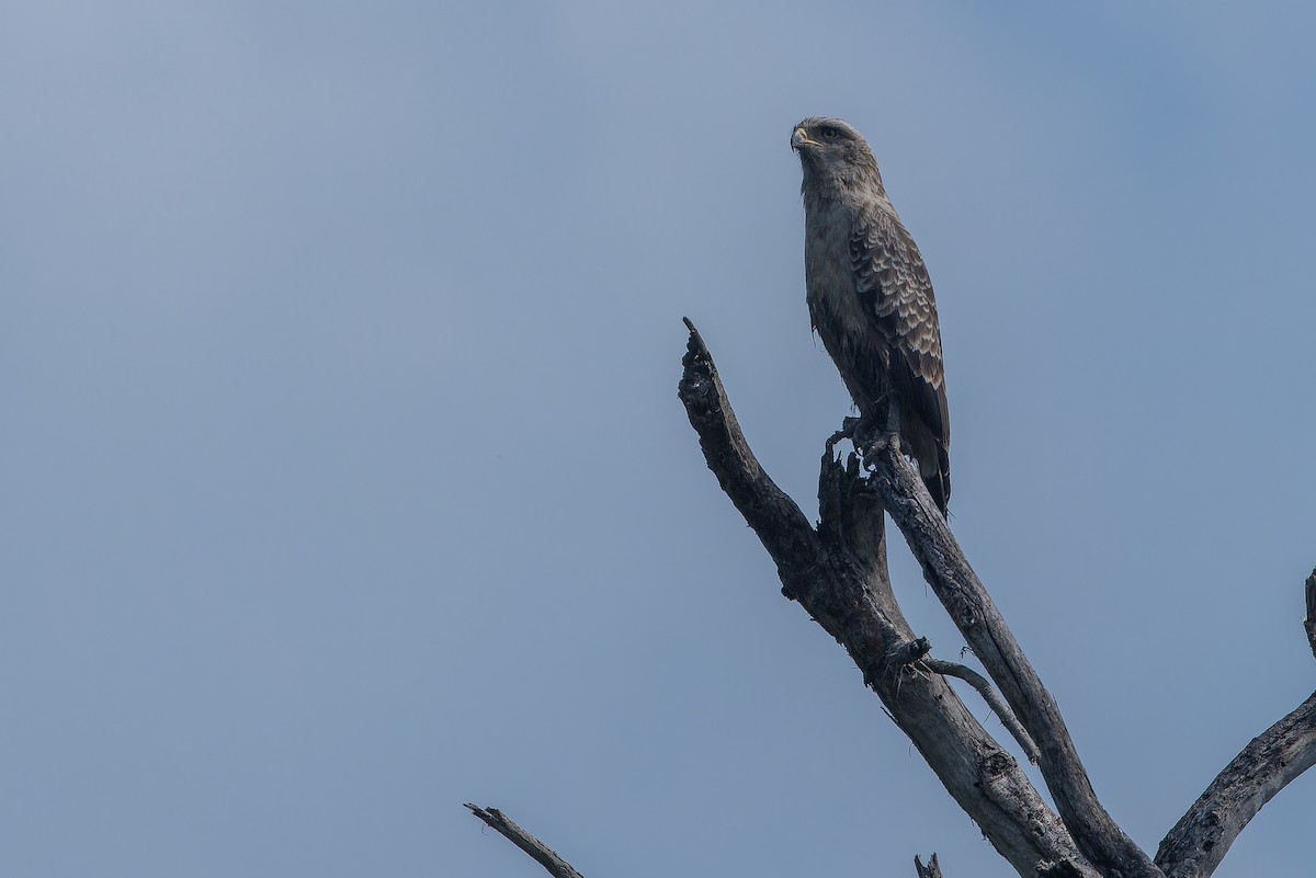 Western Banded Snake-Eagle - ML642368062