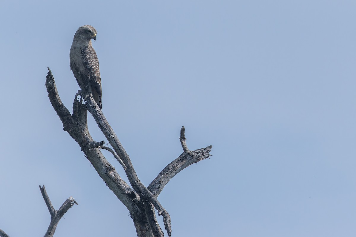Western Banded Snake-Eagle - ML642368063