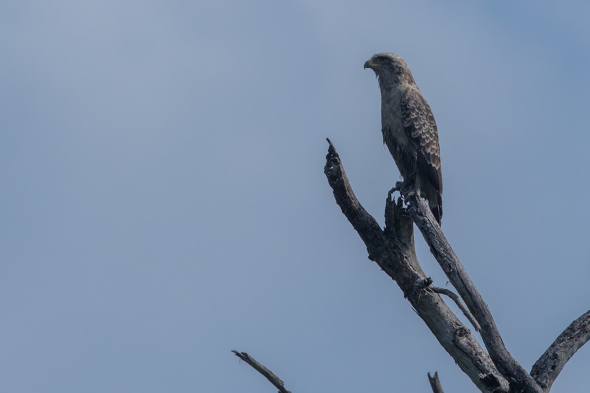 Western Banded Snake-Eagle - ML642368064