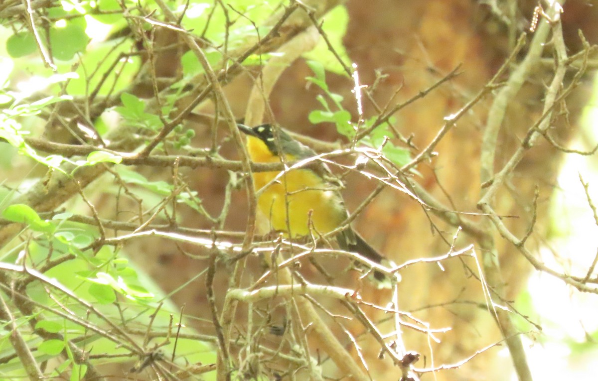 Fan-tailed Warbler - ML642368119