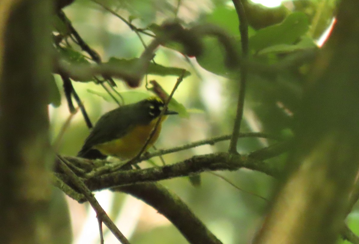 Fan-tailed Warbler - ML642368120