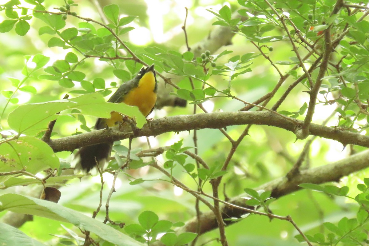Fan-tailed Warbler - ML642368121