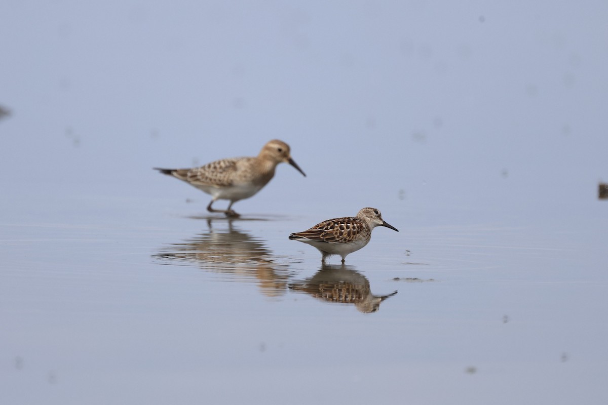 Least Sandpiper - ML642368124