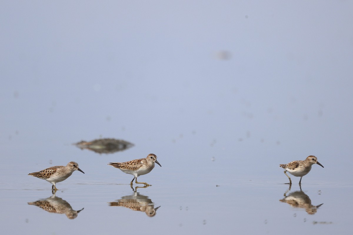 Least Sandpiper - ML642368125