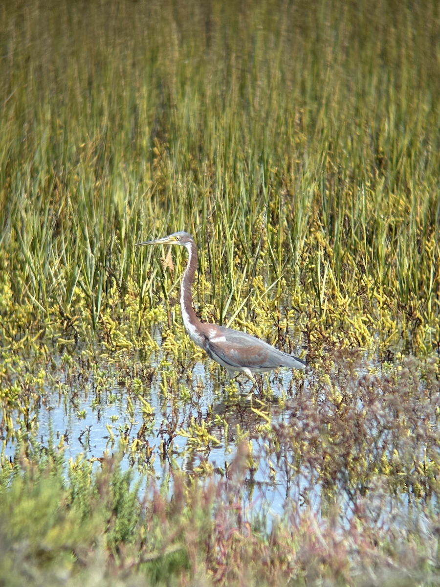 Tricolored Heron - ML642368129