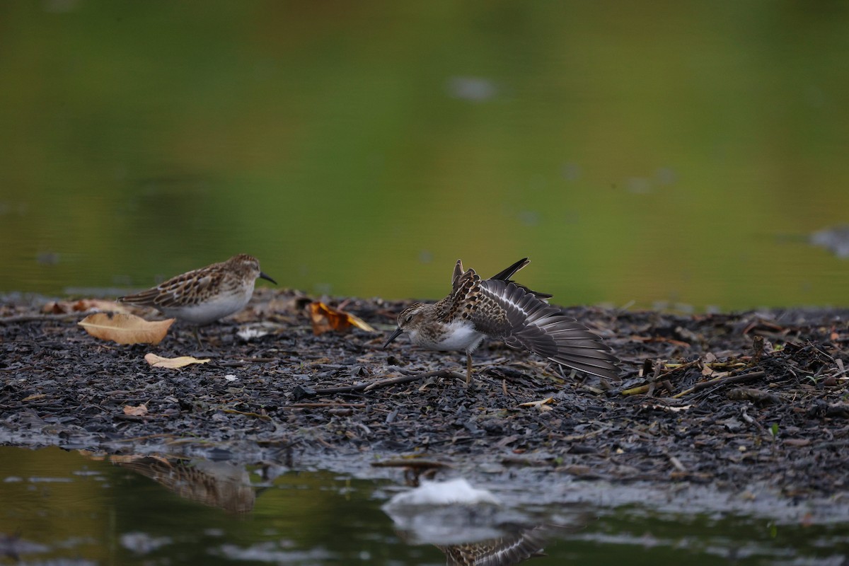 Least Sandpiper - ML642368132