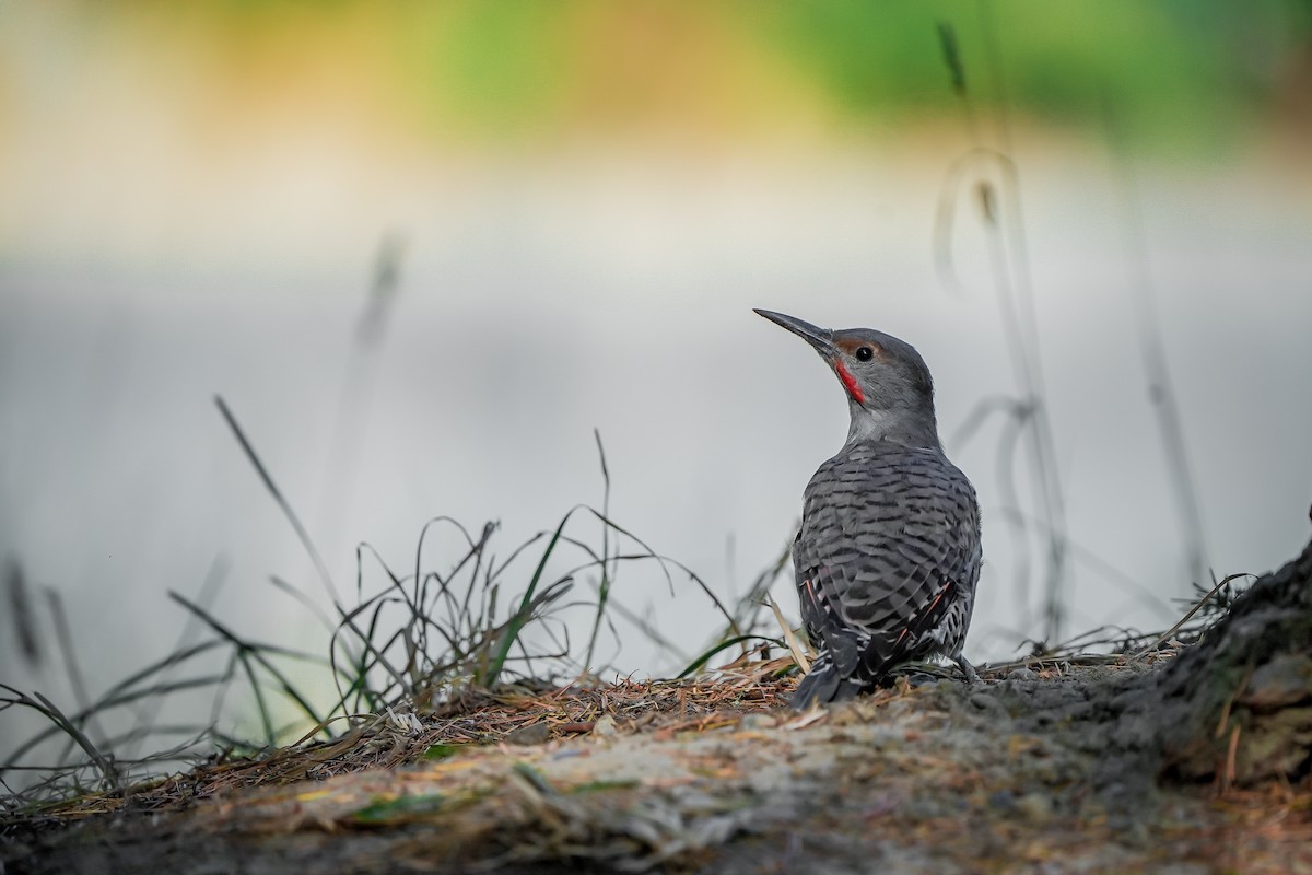 Northern Flicker - ML642368134