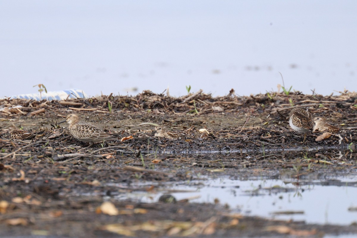 Least Sandpiper - ML642368141