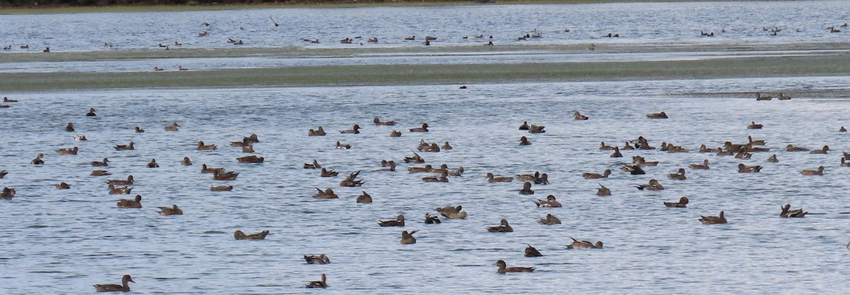 American Wigeon - ML642368146