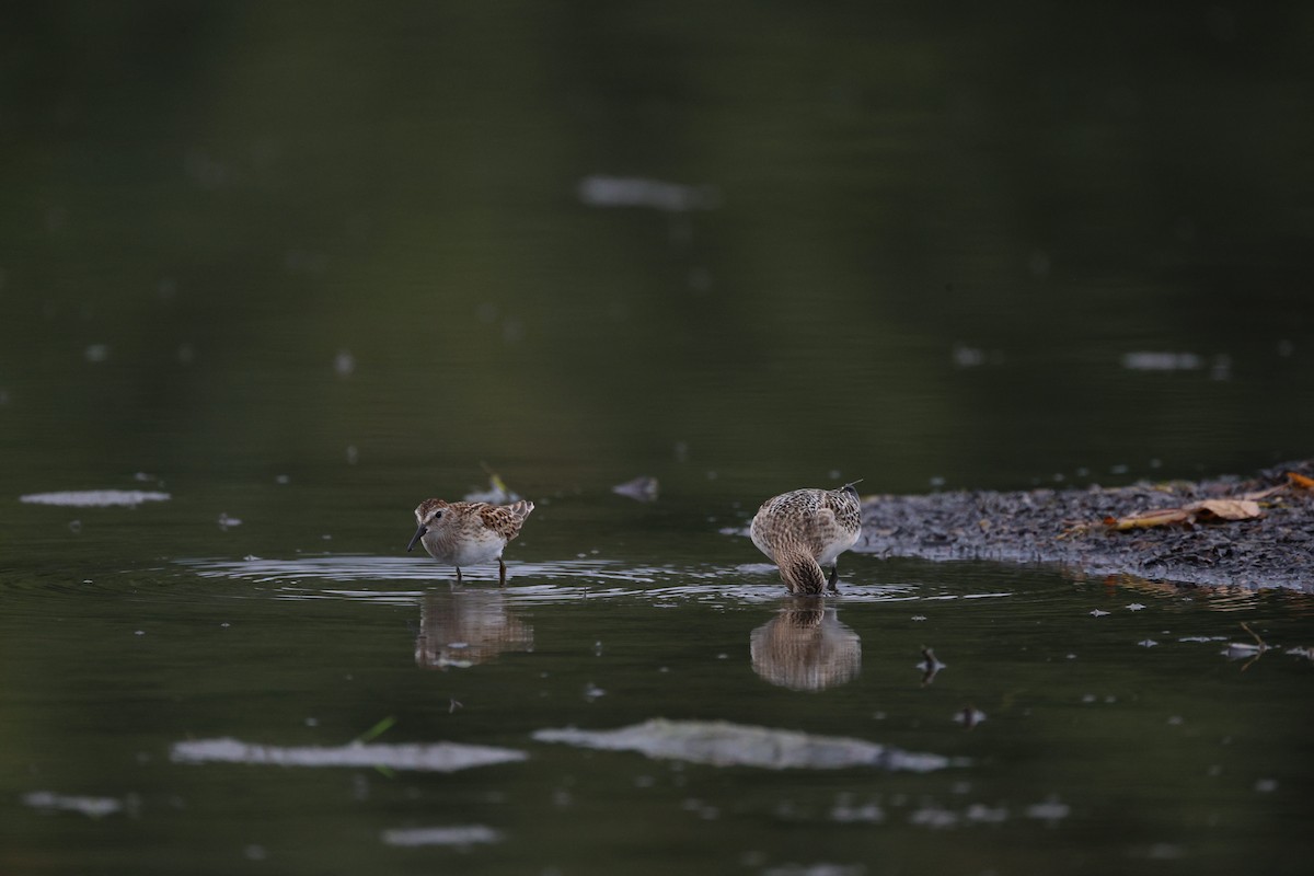 Least Sandpiper - ML642368157