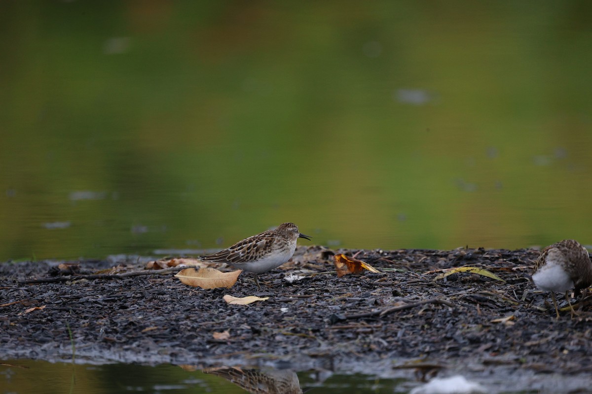 Least Sandpiper - ML642368158