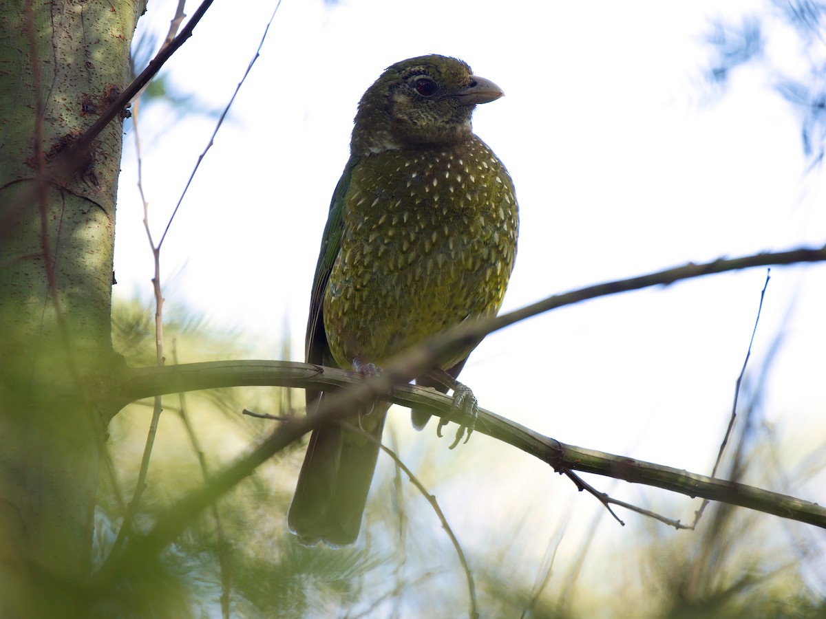 Green Catbird - ML642368164