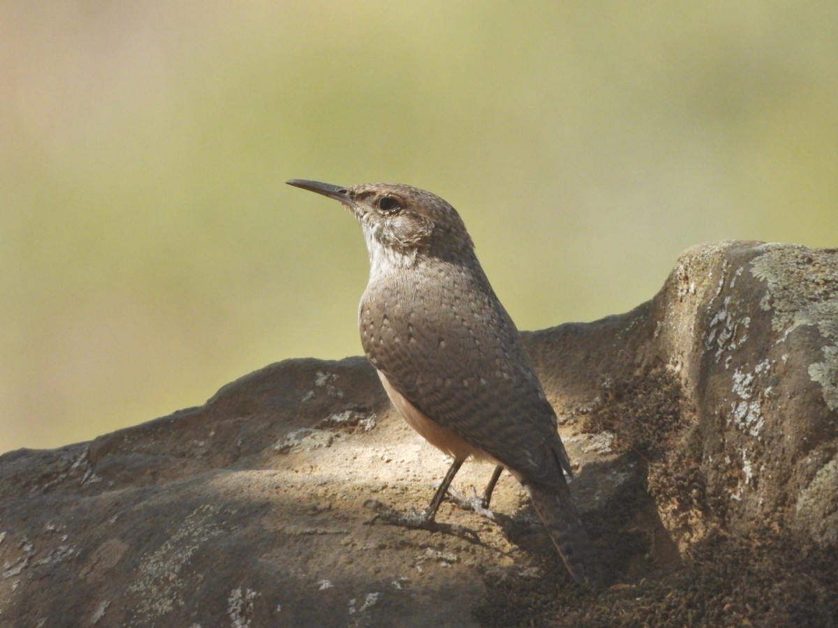 Rock Wren - ML642368167