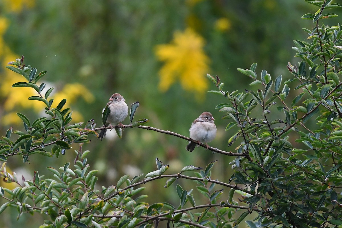 Field Sparrow - ML642368181