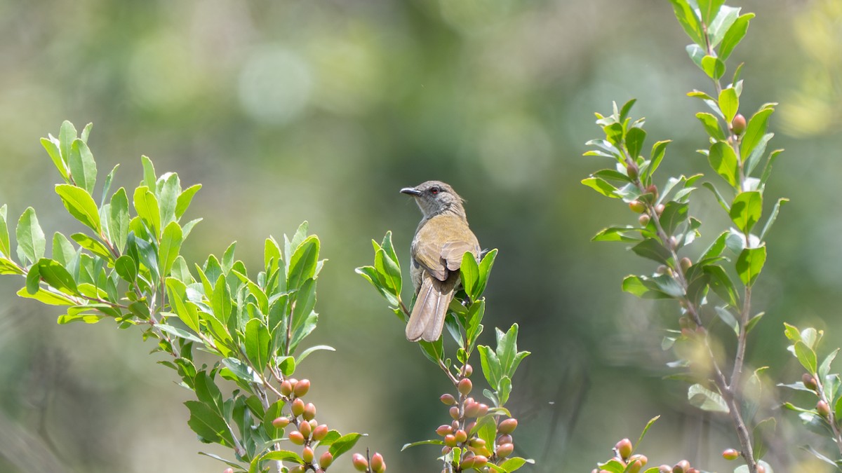 Slender-billed Greenbul - ML642368204