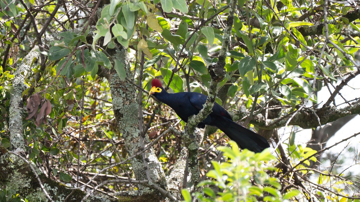 Ross's Turaco - ML642368214