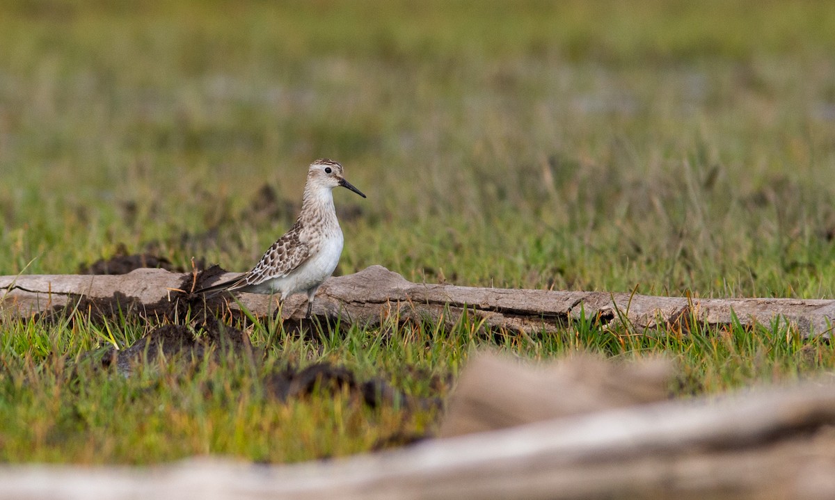 Baird's Sandpiper - ML642368245