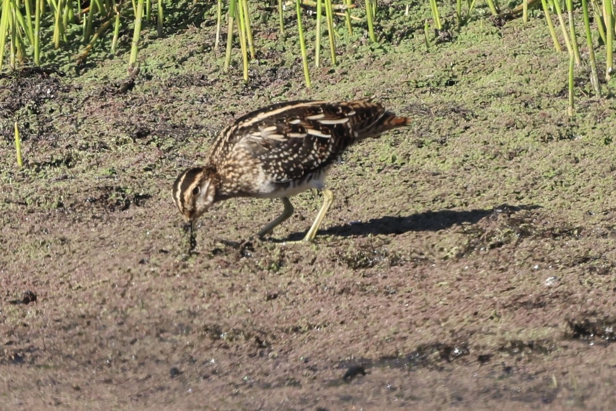 Wilson's Snipe - ML642368262