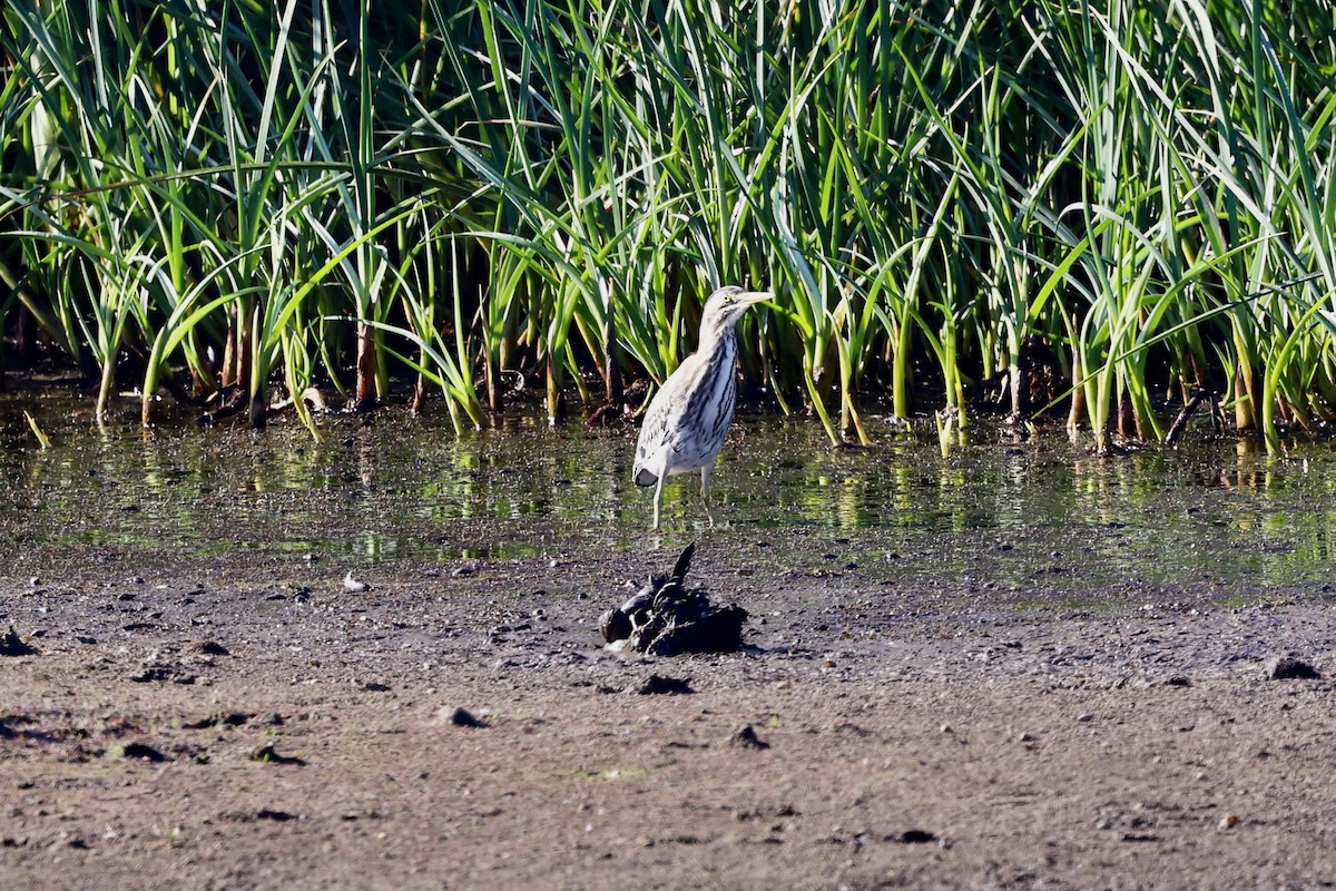 Green Heron - ML642368285