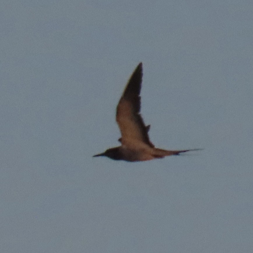 Sooty Tern - ML642368286
