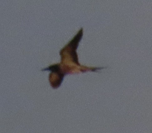 Sooty Tern - ML642368287
