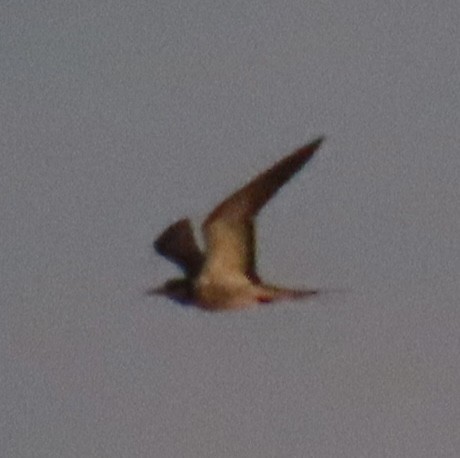 Sooty Tern - ML642368288