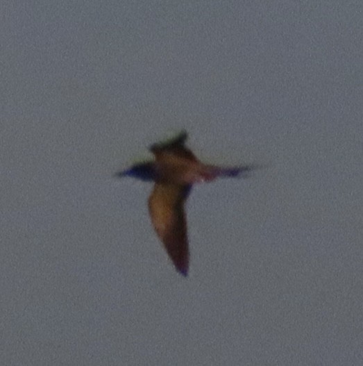 Sooty Tern - ML642368289