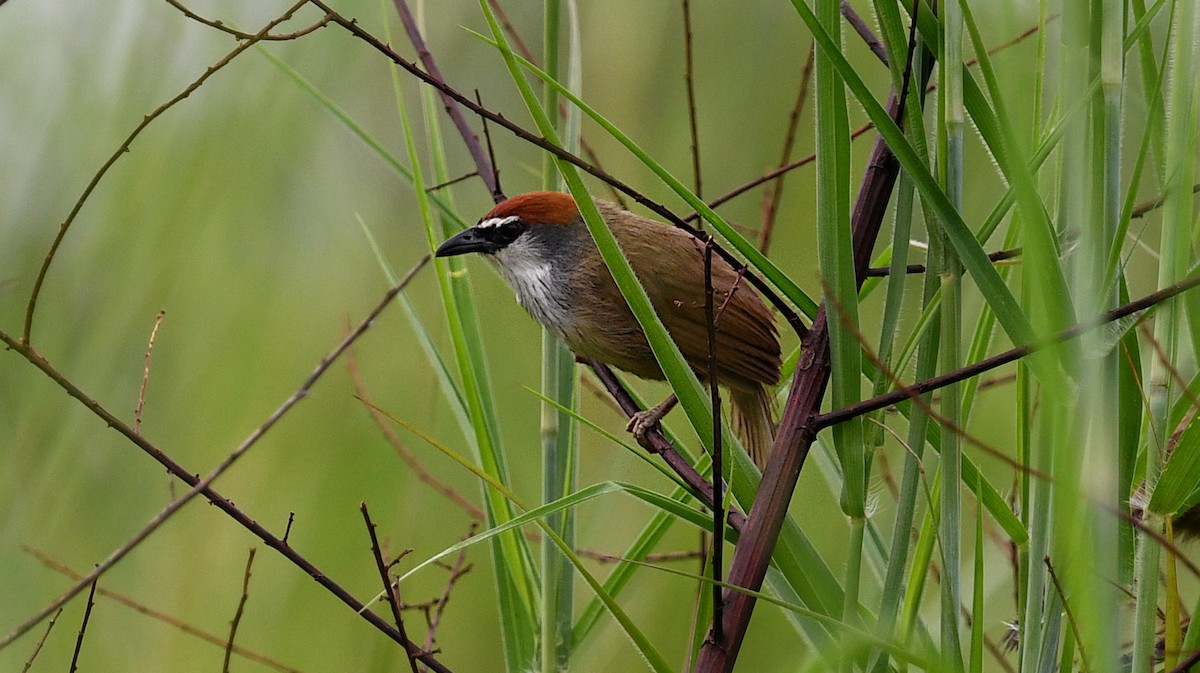 Chestnut-capped Babbler - ML642368315