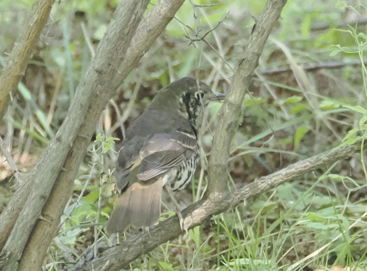 Long-tailed Thrush - ML642368327