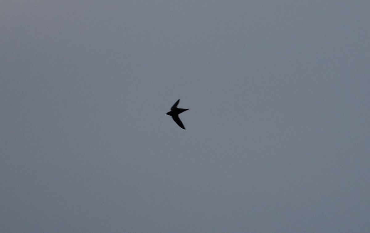 Purple Needletail - ML642368337