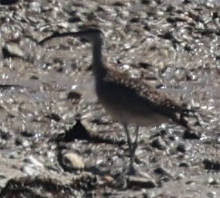 Whimbrel - ML642368338
