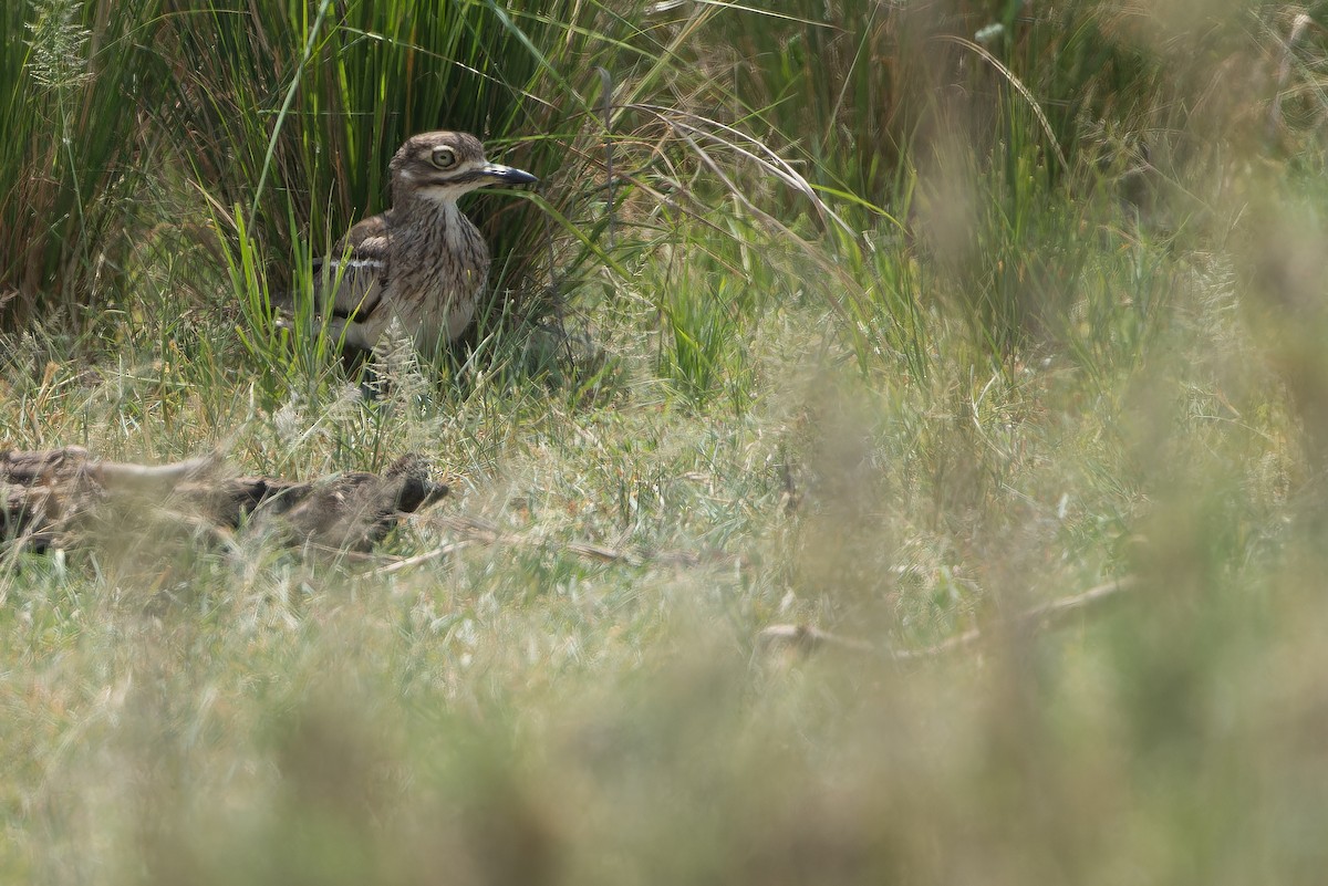 Water Thick-knee - ML642368341