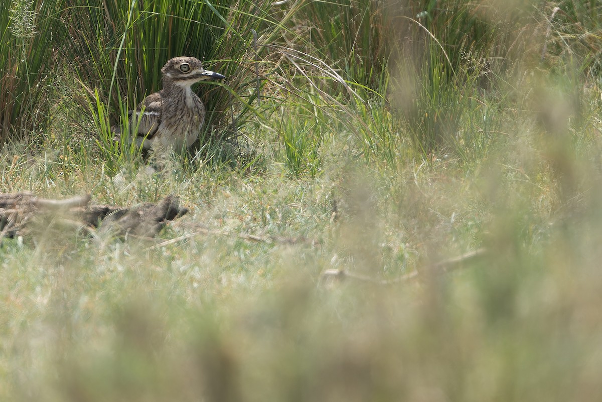 Water Thick-knee - ML642368342