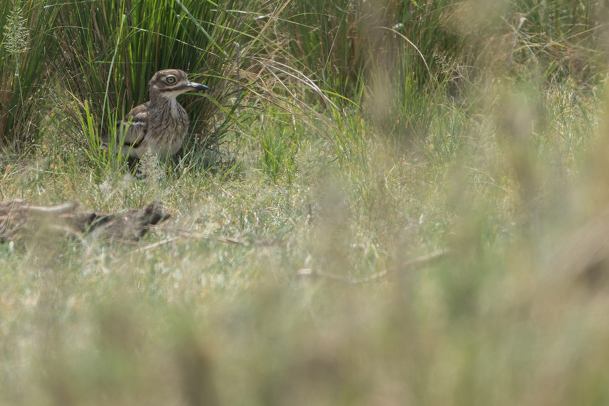 Water Thick-knee - ML642368343