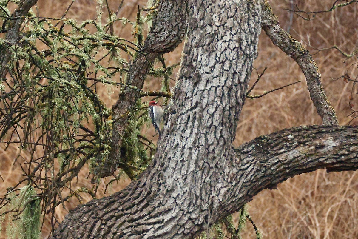 Red-breasted Sapsucker - ML642368347
