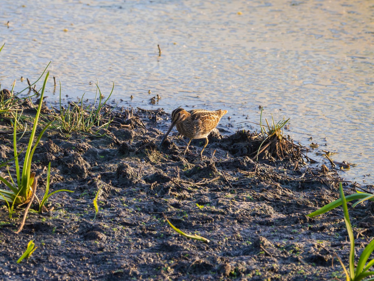 Wilson's Snipe - ML642368357