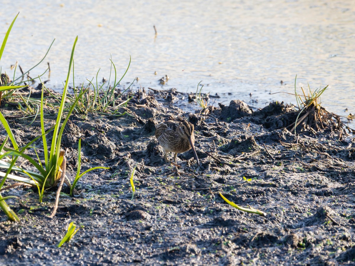 Wilson's Snipe - ML642368358