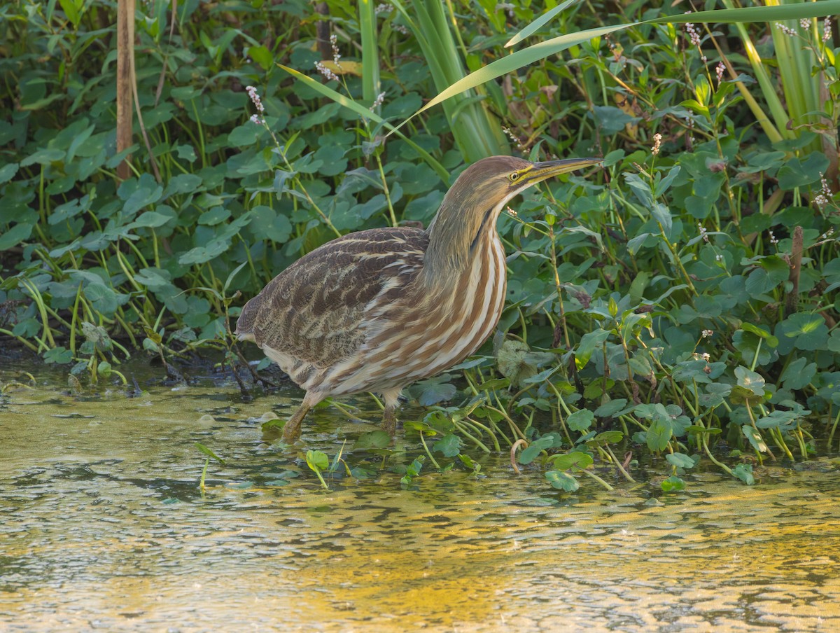 American Bittern - ML642368369