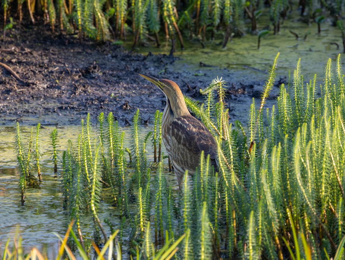 American Bittern - ML642368370