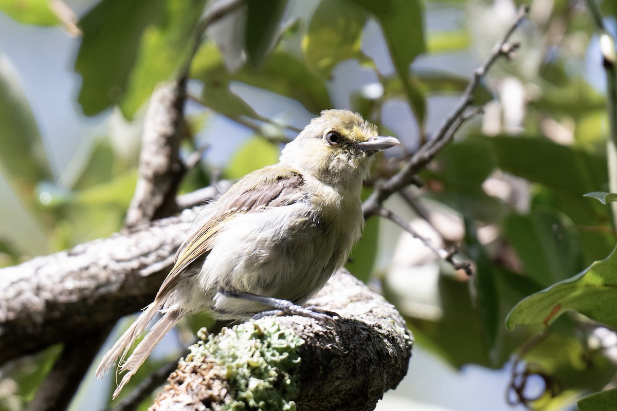 Kalın Gagalı Vireo - ML642368379