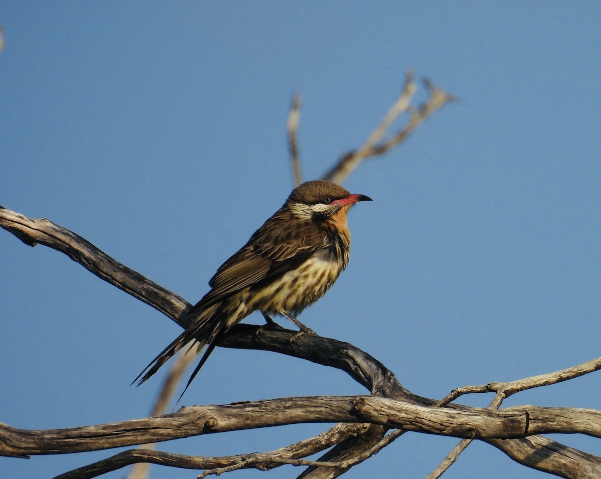 Spiny-cheeked Honeyeater - ML642368384