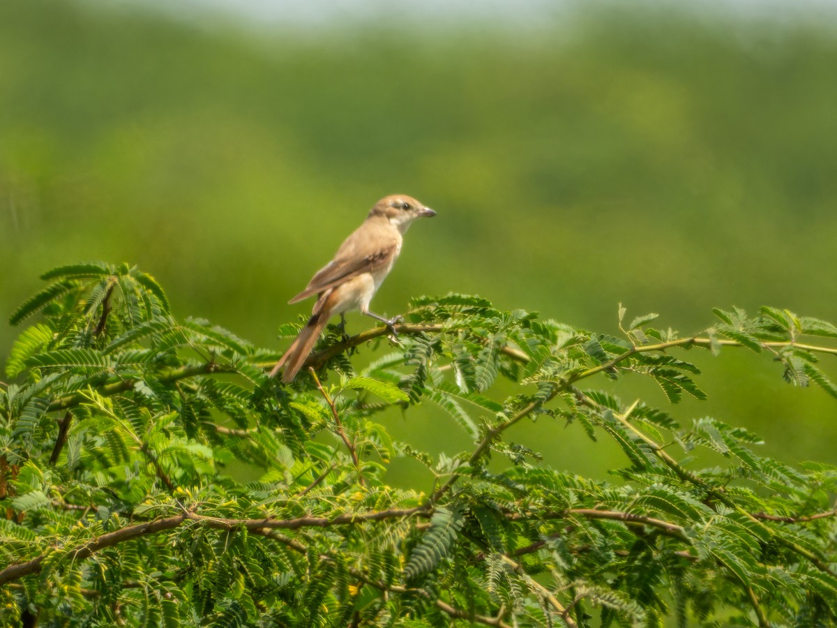 Isabelline Shrike - ML642368393