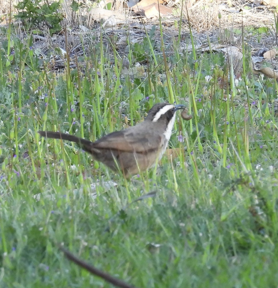 White-browed Babbler - ML642368396