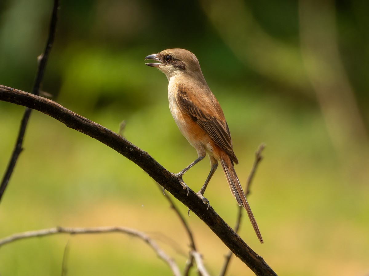 Long-tailed Shrike - ML642368406