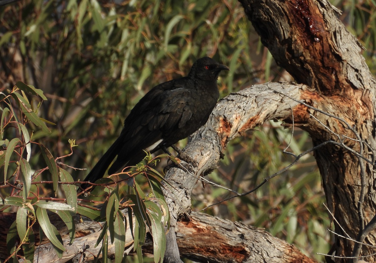 White-winged Chough - ML642368417