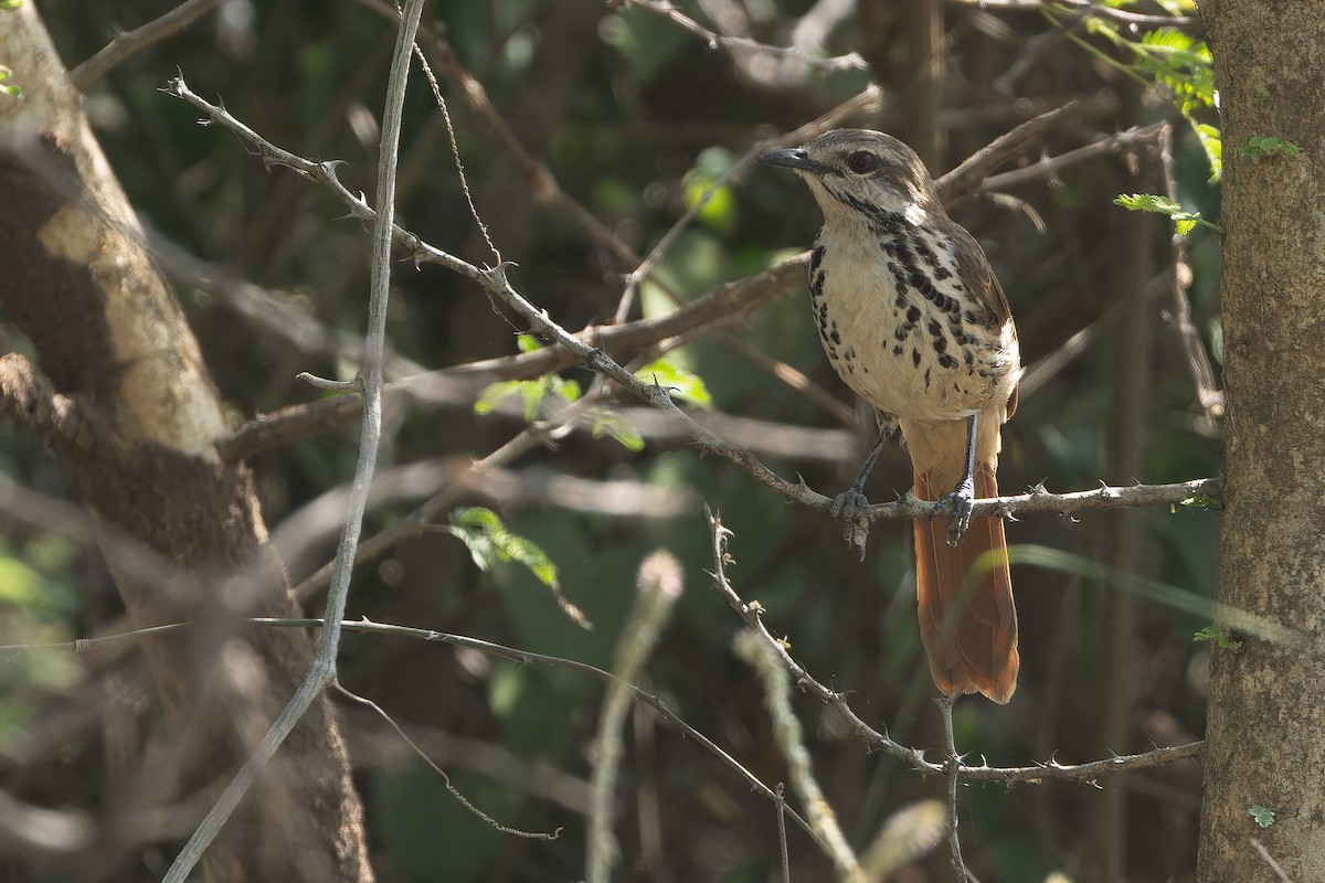 Spotted Morning-Thrush - ML642368427